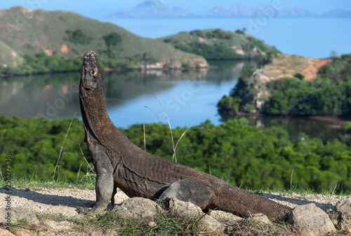 Komodo dragon. The dragon raised his head. Scientific name: Varanus Komodoensis. Indonesia. Rinca Island.