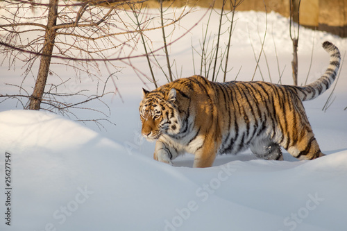Wild siberian tiger is walking on the white snow. Panthera tigris tigris.