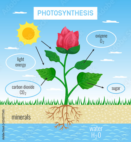 Photosynthesis Educational Poster 