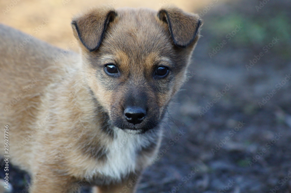 Fototapeta premium portrait of a dog