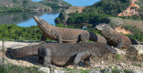 Komodo dragon.  Scientific name  Varanus Komodoensis. Indonesia. Rinca Island.