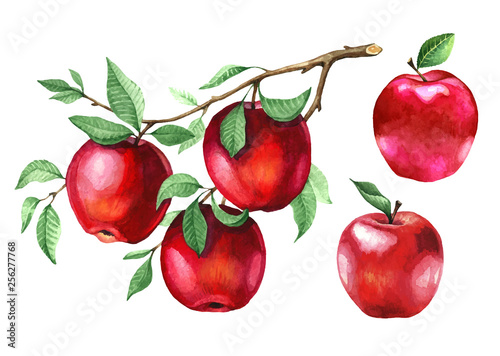 Watercolor red apples on a tree branch