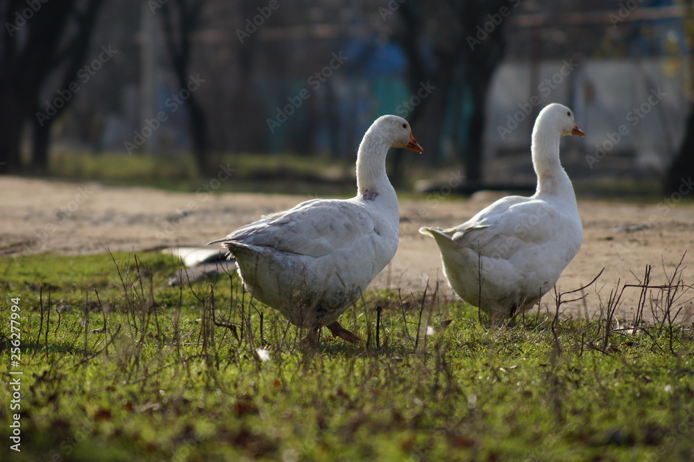 goose and goslings goose and goslings