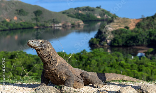 Komodo dragon. Scientific name: Varanus Komodoensis. Indonesia. Rinca Island.