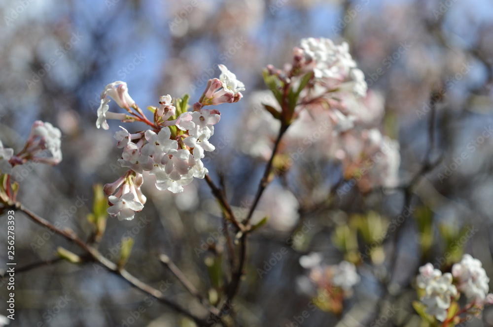 Closeup blooming viburnum farreri with blurred background in spring garden Closeup blooming viburnum farreri with blurred background in spring garden