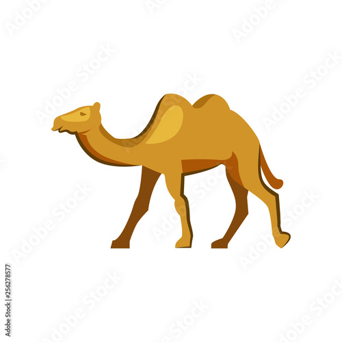 Humped camel in desert. Walking wild camel. Can be used for topics like zoo  farm  mammal