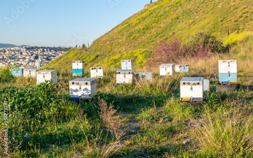 Bee boxes placed at a hill at a suburb of Athens-Greece.