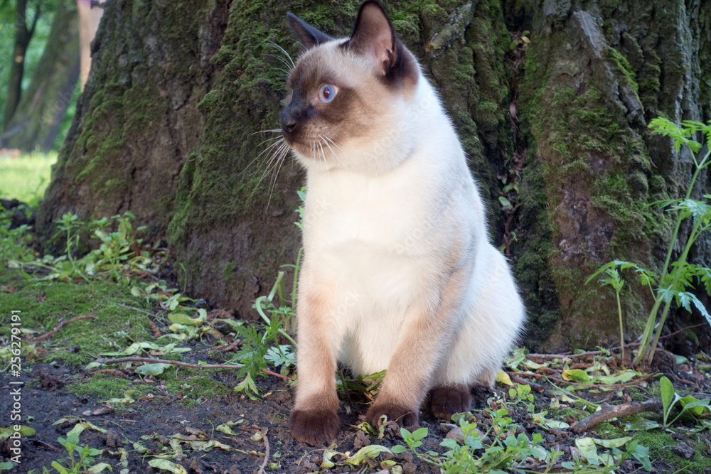 the young cat sits next to a tree (Siamese type ,Mekong bobtail)..