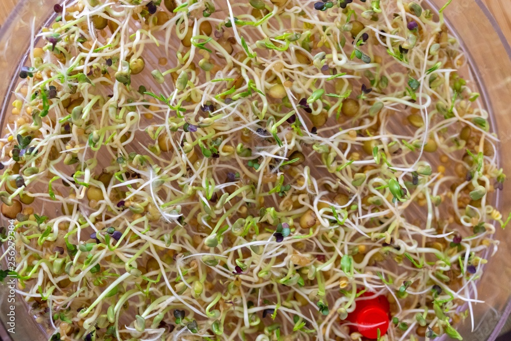 Sprouts in the bowl and plate. Slovakia Sprouts in the bowl and plate. Slovakia