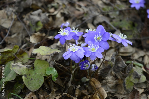  Closeup Hepatica nobilis - delicate spring blue flower with blurred background at spring garden