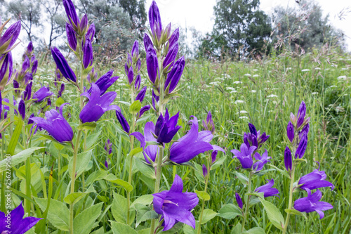 Campanula latifolia, the giant bellflower blooming in the meadow on a sunny summer day..