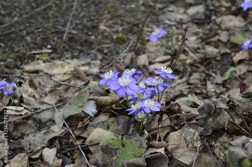  Closeup Hepatica nobilis - delicate spring blue flower with blurred background at spring garden