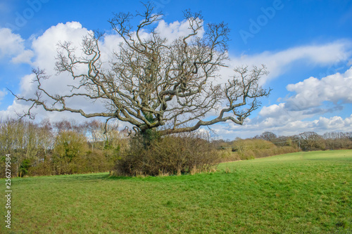 The bare leafless  stretching  twisting branches of the lone tree in the Sussex Field