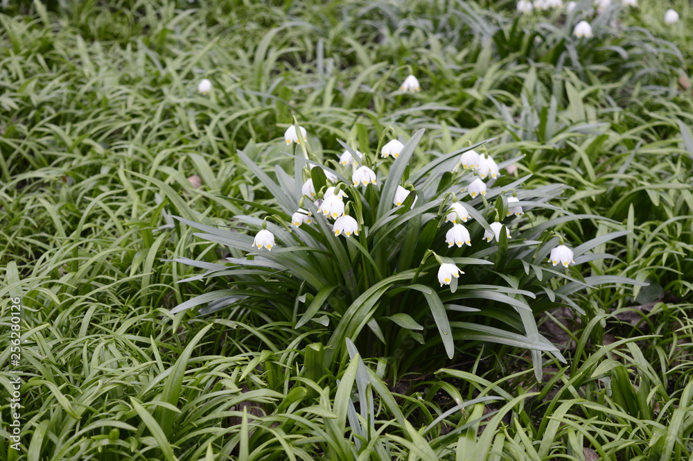 Closeup spring snowflake with blurred backgroung in spring garden Closeup spring snowflake with blurred backgroung in spring garden