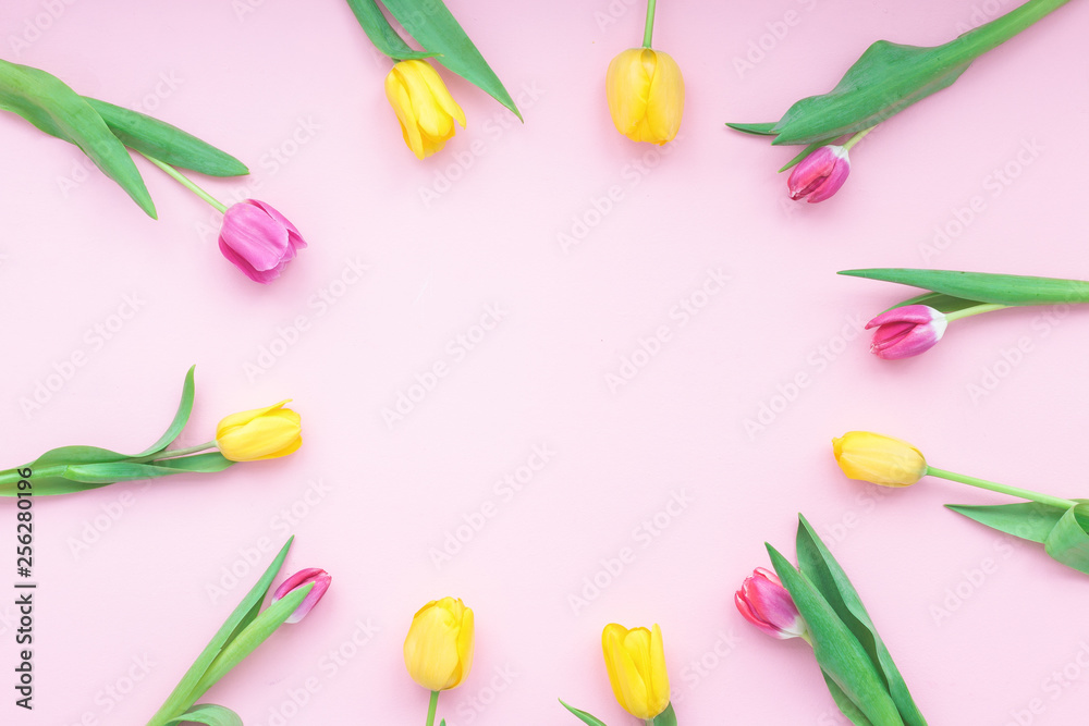 Spring flowers. Tulip on pink background. Flat lay, top view