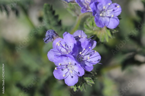 Precious Purple Petals by Reay of Light