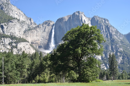 Yosemite National Park, CA., U.S.A. June 25, 2017. Yosemite Falls seen from the Valley floor meadow from the Southside drive.  Dynamic Upper and Lower Yosemite Falls peak water fall.