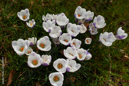 Crocusses in spring in munich bavaria photo