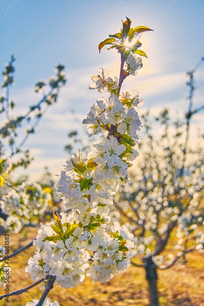 cherry trees of the Jerte in Cáceres.