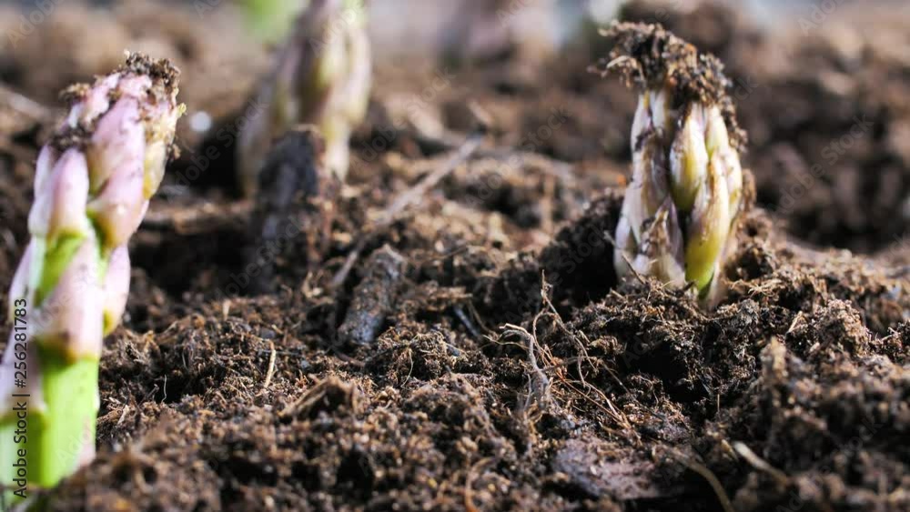 Grüner spargel wächst aus der erde 4k video 