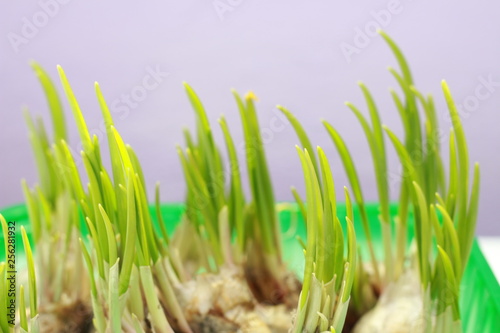 sprout garlic in the container