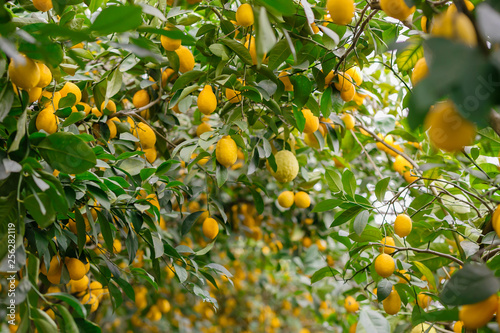 Lemon orchard. Juicy fruits of a lemon on green branches with leaves in lemon garden