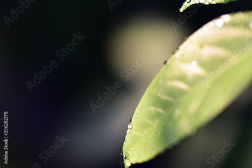  Macro shot of dew drops on green leaves in the sunny morning