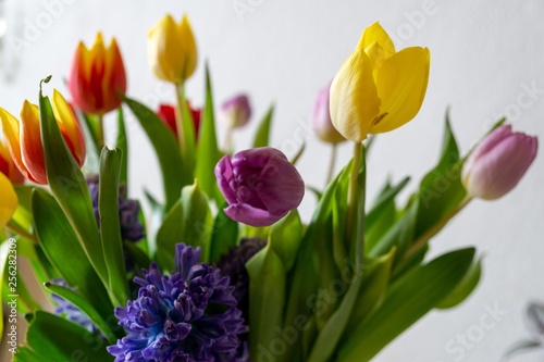 Colorful tulip flowers in the vase. Slovakia