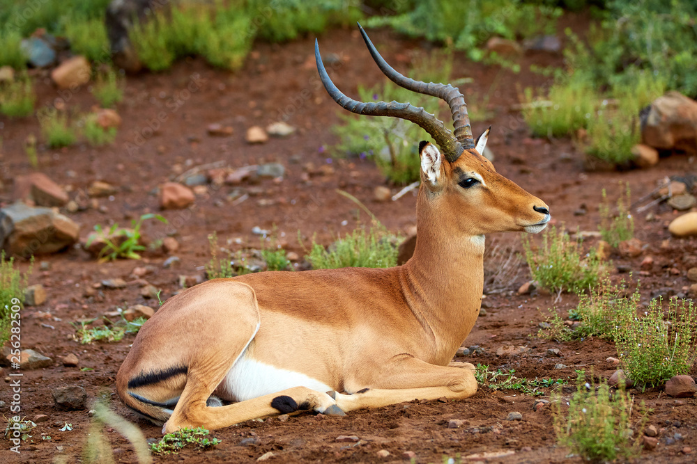 Male Impala antelope Male Impala antelope