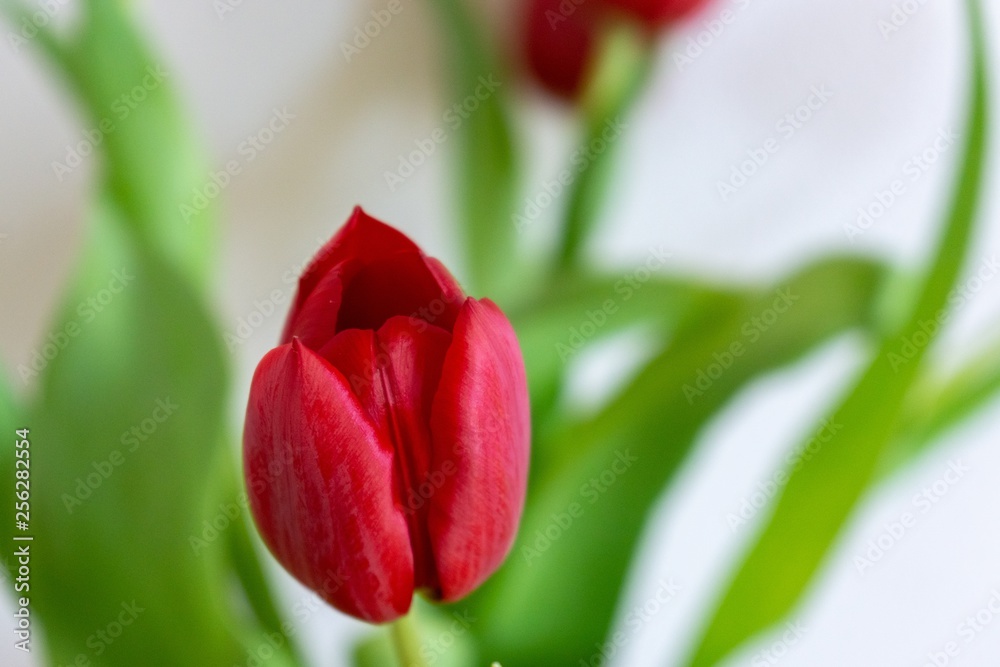 Fototapeta premium Colorful tulip flowers in the vase. Slovakia