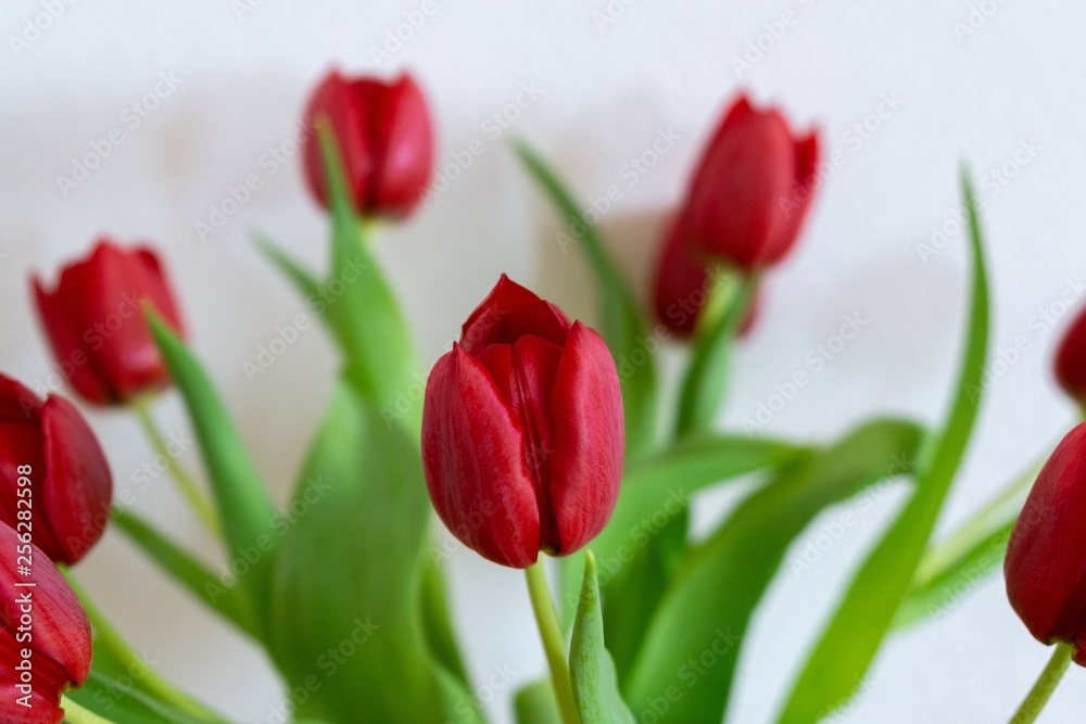 Fototapeta premium Colorful tulip flowers in the vase. Slovakia