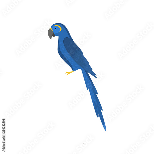 Blue macau parrot isolated on white background