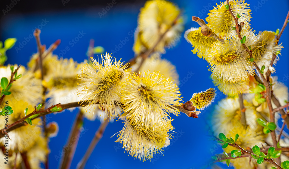 Fototapeta premium Salix caprea, goat willow, pussy willow, great sallow, close up