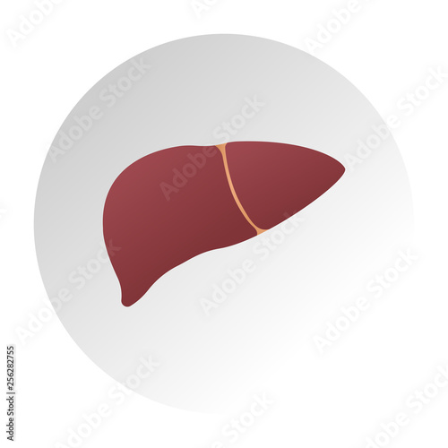 Human liver anatomy. Medical science vector illustration. Internal organ gallbladder, aorta and portal vein, hepatic duct. Education illustration