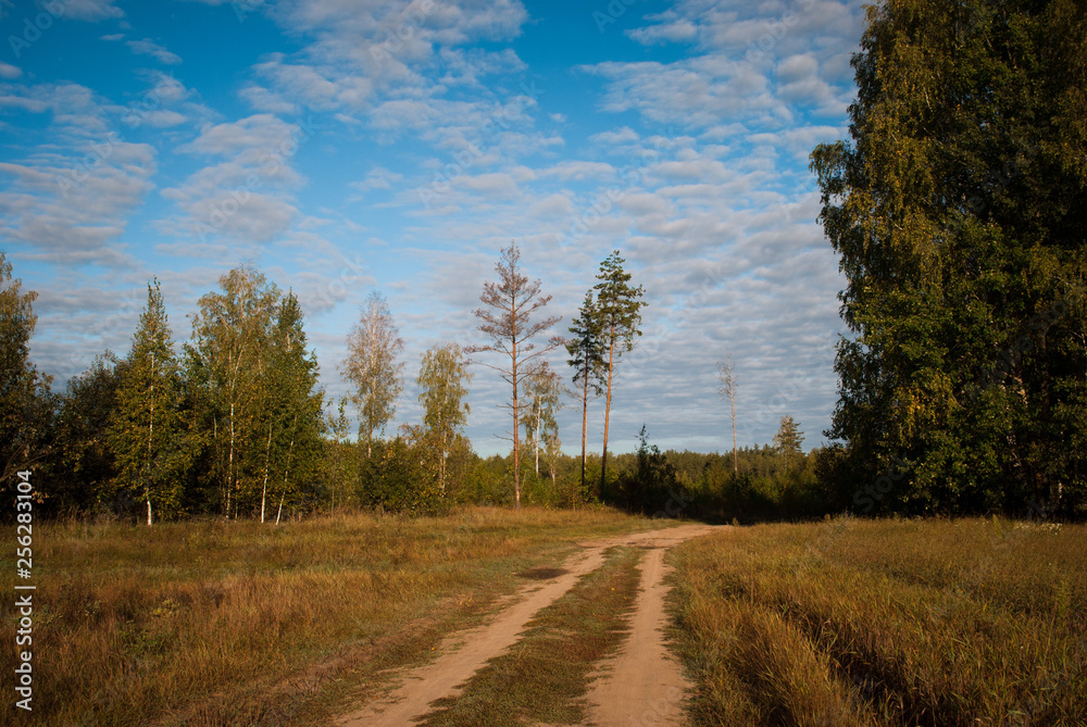 Obraz premium Autumn forest sunny