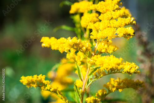 yellow flowers blossom