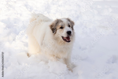 Horizontal shot of excited Pyrenean Mountain Dog with mouth open romping in fresh snow
