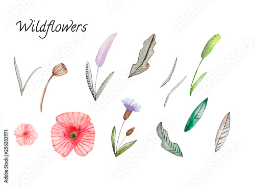 Set of watercolor wildflowers  photo