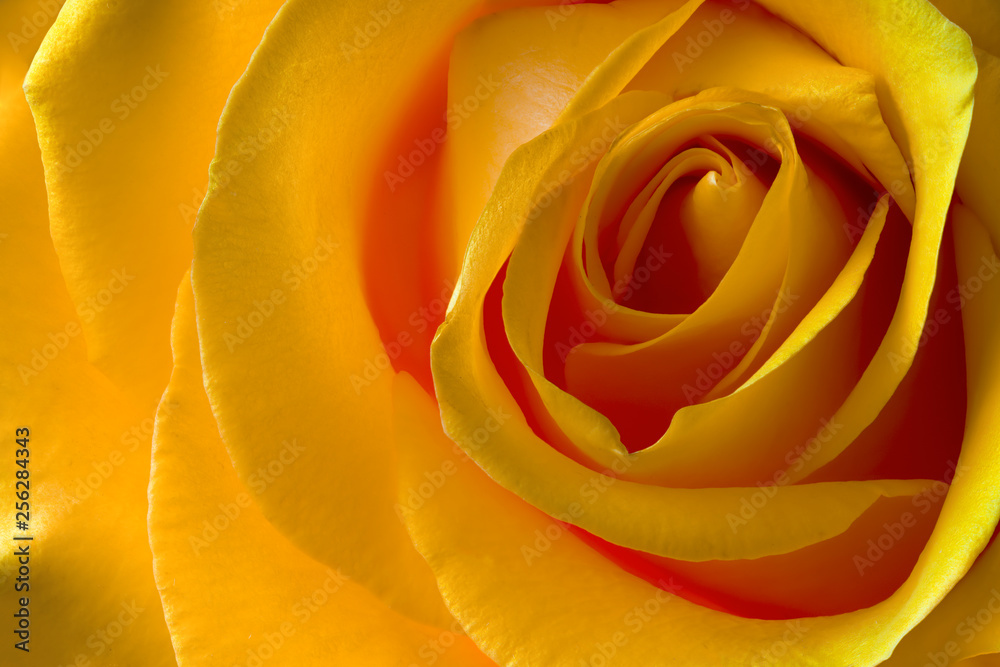 rose flower yellow close-up macro photo
