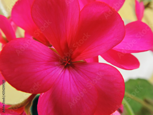 Geranium flower