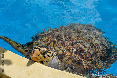 Turtle swimming in Project Tamar tank at Praia do Forte  Brazil