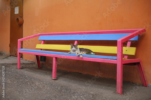  Cat with flowers on a color bench photo
