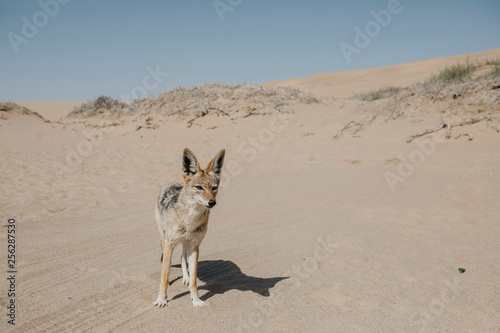 Namibia, Walvis Bay, jackal in Namib-Naukluft National Park photo