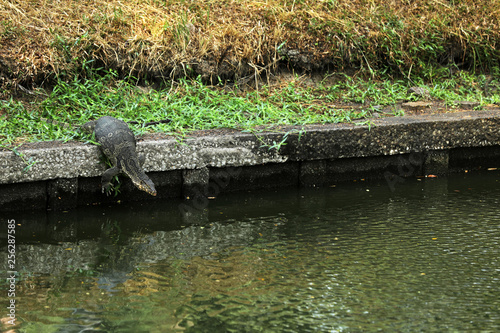 Waran in Bangkok Thailand Asien photo