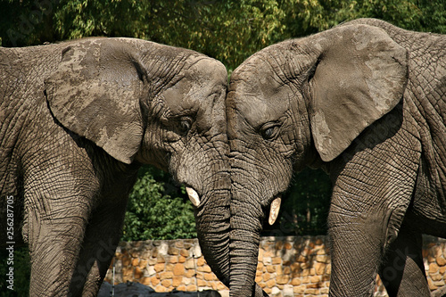 Zakochane słonie