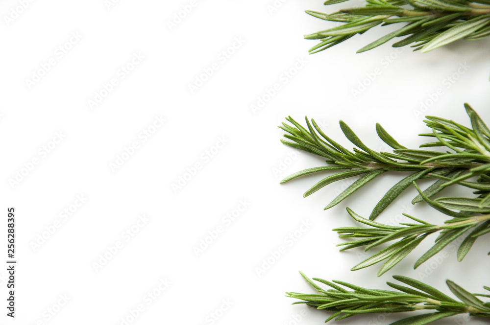 Rosemary twig fresh green. Natural spice. Rosemary twig fresh green. Natural spice.