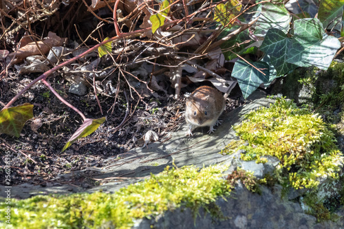 Haselmaus auf der Lauer