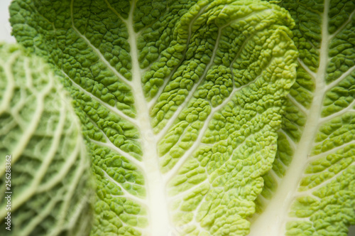 Savoy cabbage. The structure of the green leaf. Greenery. The background is natural. Fresh greens.