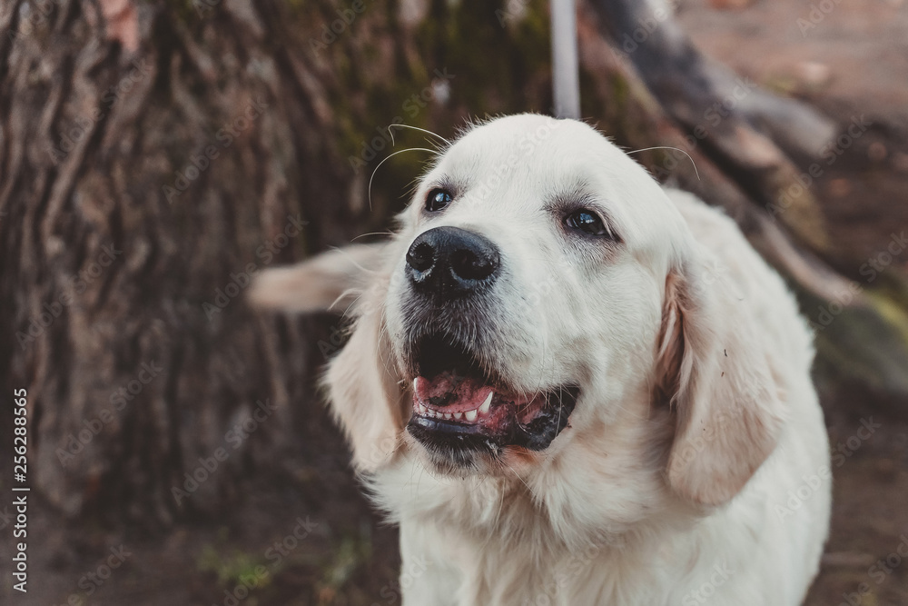 close portrait of a standing golden retriever puppy horizontal close portrait of a standing golden retriever puppy horizontal