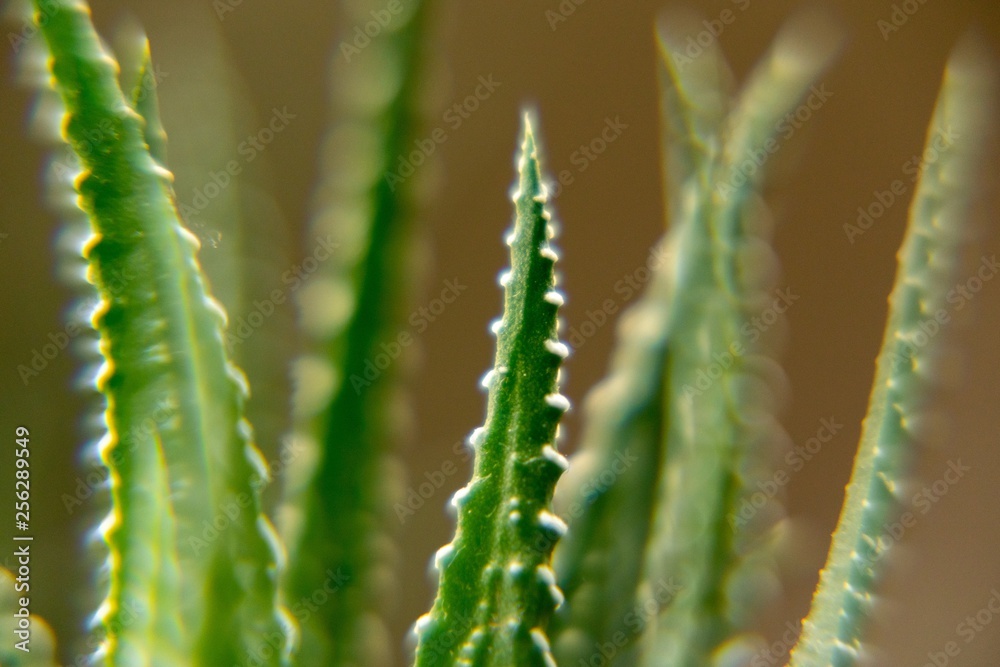 Detail of aloe vera or haworthia plant. Slovakia Detail of aloe vera or haworthia plant. Slovakia